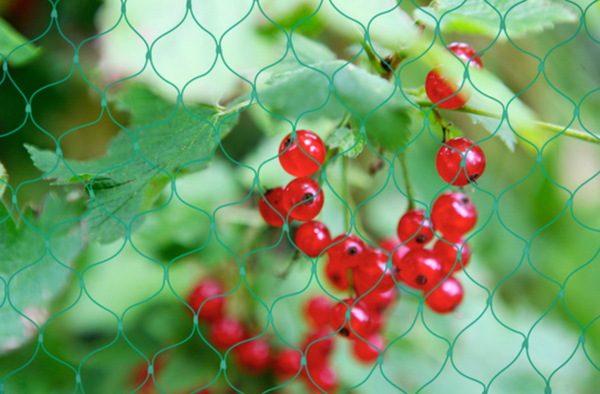 Bærnett 4x5m Grønn | Blomster og busker - Fangstmann.no - Hjem og hage